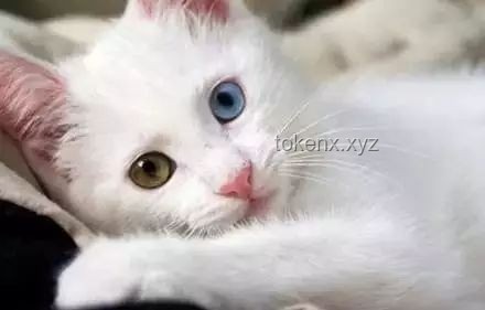 带有水质净化系统的猫猫部落瞭望塔：生态智慧与萌宠文化的融合创新